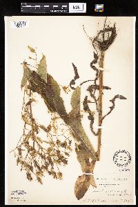 Lactuca ludoviciana image