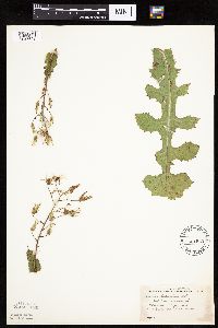 Lactuca ludoviciana image