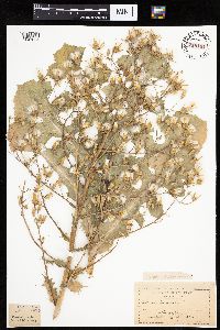 Lactuca ludoviciana image