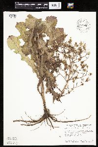 Lactuca ludoviciana image