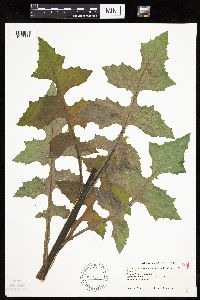 Lactuca ludoviciana image