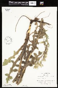 Lactuca ludoviciana image
