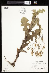 Lactuca ludoviciana image