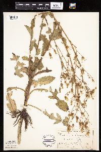 Lactuca ludoviciana image