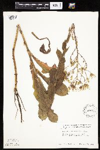 Lactuca ludoviciana image