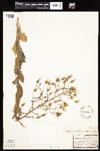 Lactuca ludoviciana image
