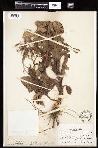 Lactuca ludoviciana image