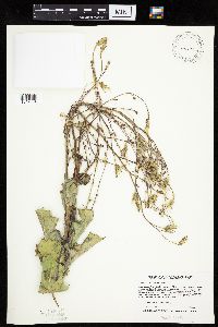 Lactuca ludoviciana image
