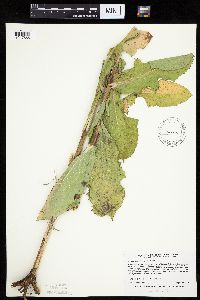 Lactuca ludoviciana image