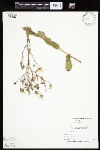 Lactuca ludoviciana image