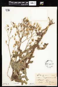 Lactuca ludoviciana image