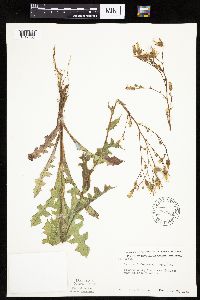 Lactuca ludoviciana image