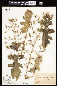 Lactuca ludoviciana image