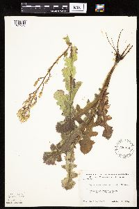 Lactuca ludoviciana image