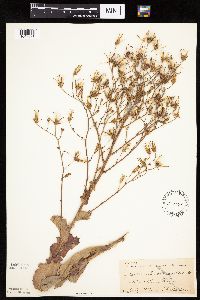 Lactuca ludoviciana image
