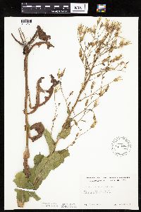 Lactuca ludoviciana image