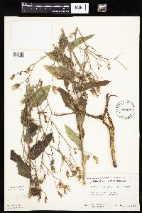 Lactuca ludoviciana image