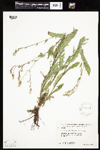 Lactuca ludoviciana image