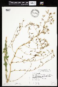 Lactuca serriola image