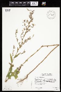 Lactuca serriola image