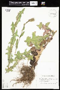 Lactuca serriola image