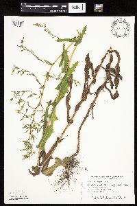 Lactuca serriola image