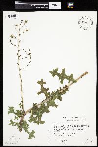 Lactuca serriola image