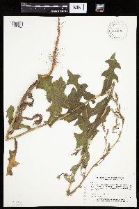 Lactuca serriola image