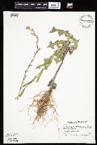 Lactuca serriola image