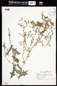 Lactuca serriola image
