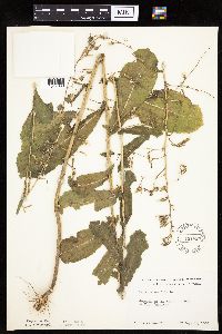 Lactuca serriola image