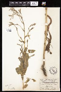 Lactuca serriola image