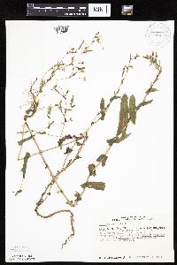 Lactuca serriola image