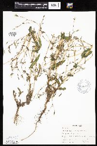 Lactuca serriola image