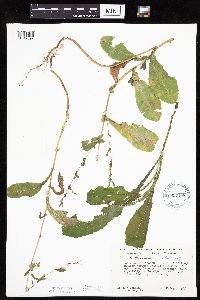 Lactuca serriola image