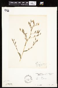 Lactuca serriola image