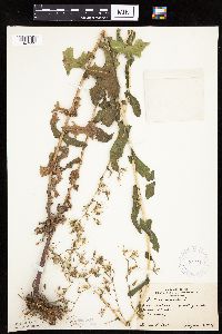 Lactuca serriola image