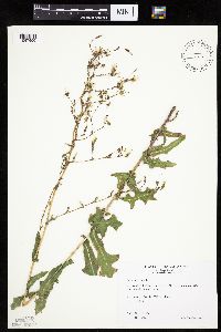 Lactuca serriola image