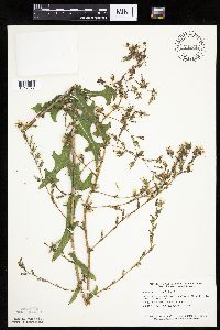 Lactuca serriola image