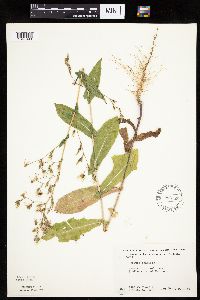 Lactuca serriola image