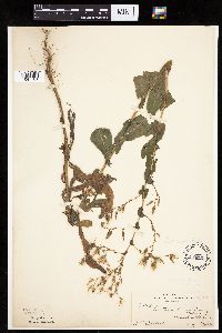 Lactuca serriola image