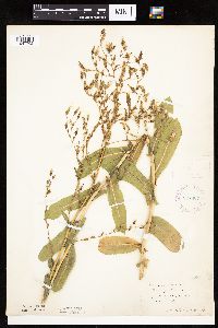 Lactuca serriola image