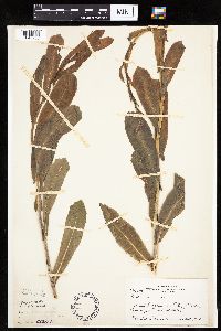 Lactuca serriola image