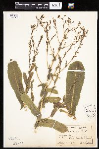 Lactuca serriola image
