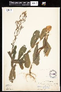 Lactuca serriola image