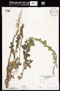 Lactuca serriola image