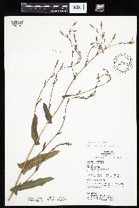 Lactuca serriola image