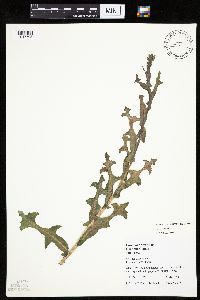 Lactuca serriola image