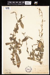 Lactuca serriola image