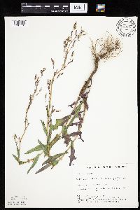 Lactuca serriola image